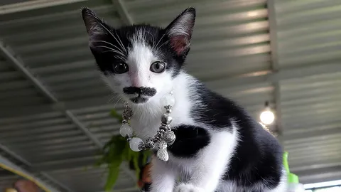 แมวน้อยที่บ้านโป่ง มีหนวดเคราเหมือนคน เจอในวันปีใหม่เลยชื่อ "ของขวัญ" 