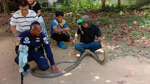 จงอาง 5 เมตรเข้าบ้านหนีหนาว นั่งกินข้าวอยู่วงแตก ร้องกู้ภัยพังงาช่วยจับ