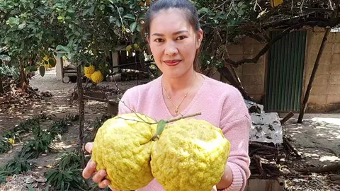 ฮือฮา มะนาวยักษ์พะเยา ชูผลใหญ่กว่าส้มโอ เปรี้ยวมีน้ำมากแต่ไร้เมล็ด 