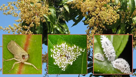 สวนมะม่วงระวังโรคราดำ