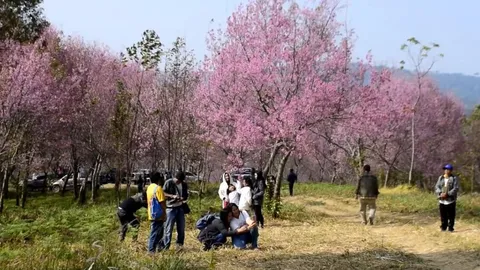 โค้งสุดท้ายชม ดอกนางพญาเสือโคร่งบานที่ภูลมโล พลาดแล้วต้องรออีกทีปีหน้า