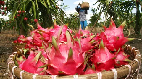 ไม่ญาติดีกับจีน รัฐคุชราตในอินเดีย เปลี่ยนชื่อ 'แก้วมังกร' เป็น 'กมลัม'