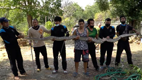 ดับเพลิงชัยนาท ล้อมจับงูเหลือมผัวเมีย ยาว 5 เมตร คอหวยแห่ส่องเลขบ้าน