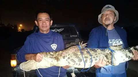 จับแล้ว ไอ้เข้ยาว 2 เมตร โผล่อาบแดดคลองชลประทาน เหลืออีก 1 ยาว 3 เมตร