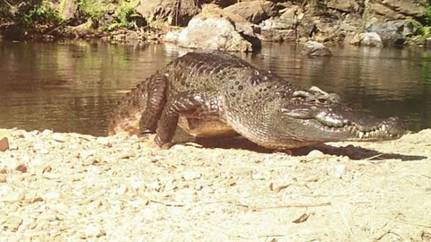 ข่าวดี พบจระเข้น้ำจืดสายพันธุ์ไทย หายากใกล้สูญพันธุ์ที่ อช.แก่งกระจาน (คลิป)