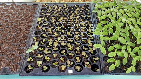 พีทมอส สูตรเจียงฮาย