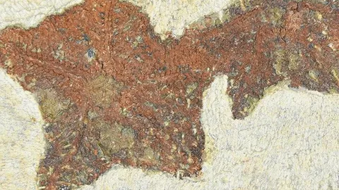 บรรพบุรุษปลาดาว อาจไขปริศนาแขนทั้งห้า (คลิป)