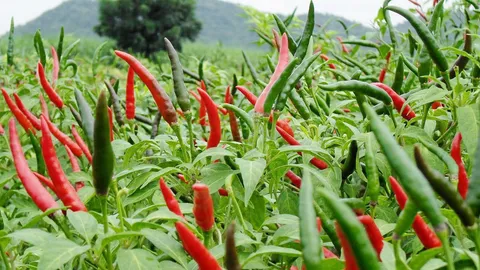 พบสาเหตุ พริกแดงราคาแพง กรมการค้าภายในลุยสอบหวั่นพ่อค้าคนกลางฉวยโอกาส