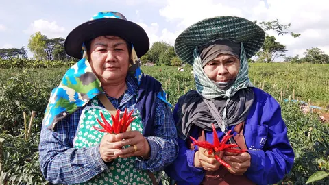 ชาวสวนพริกที่พบพระเฮ ราคาพุ่งเป็นประวัติการณ์ ต้องจัดยามเฝ้ากลัวโดนขโมย