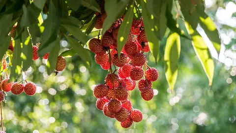 ลิ้นจี่รอลุ้นโควิด