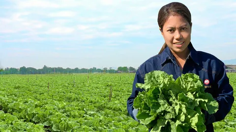 ผักกาดขาวทำเงินไว ปลูกยังไงให้ได้ตังค์