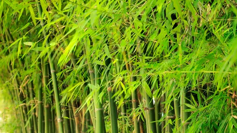 กอไผ่ขยายกอใหญ่ กินพื้นที่เข้ามาในที่นา เจ้าของไม่ยอดตัด ชาวบ้านตัดเองถูกแจ้งความ