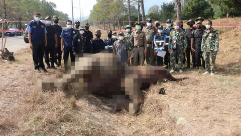 ช้างป่าเปิดศึกดวลงาในสนามกอล์ฟ ตัวเล็กพ่ายตัวใหญ่ ถูกแทงล้ม