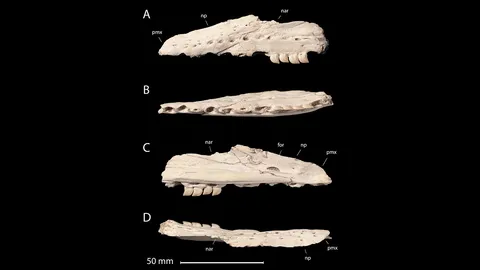 กิ้งก่าทะเลยุคไดโนเสาร์ มีฟันเรียงเหมือนใบมีดคล้ายฟันฉลามบางชนิด
