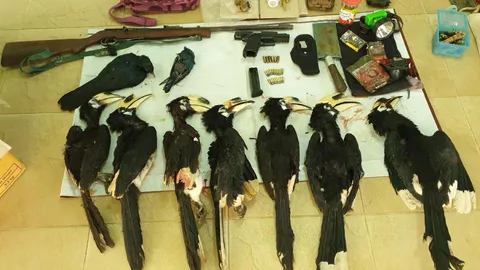 บุกจับกลางป่า "พันจ่าเอก" พี้กัญชา พกยาบ้า ล่านกเงือก 