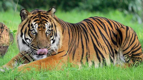 เสือสุมาตรา 2 ตัวหลุดสวนสัตว์อินโดฯ ขย้ำผู้ดูแลดับ ก่อนโดนยิงตาย 1 ตัว