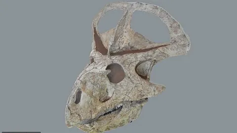 โปรโตเซอราทอปส์ ไดโนเสาร์กินพืช ดึงดูดคู่ครองด้วยคอขนาดใหญ่