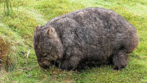 นักวิทยาศาสตร์ อาจมีคำตอบถึงก้อนอุจจาระของตัววอมแบต