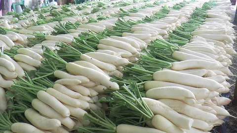 เกษตรกรปลูกหัวไชเท้าคั่นเวลา เก็บส่งขายตลาดช่วงตรุษจีน ทำรายได้งดงาม