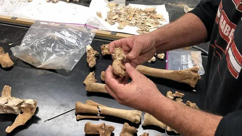 ซากม้าให้ข้อมูลเชิงลึกการเลี้ยงม้าในชนพื้นเมือง