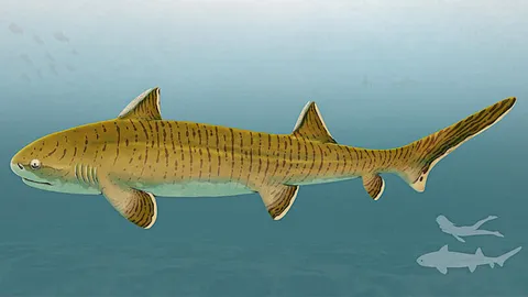 แอสเทราแคนธัส เคยเป็นหนึ่งในฉลามขนาดใหญ่ที่สุด