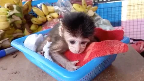 สลด ลูกลิงบาดเจ็บ ไม่รู้แม่ตาย กอดไว้แน่น หลังถูกจ่าฝูงไล่กัด