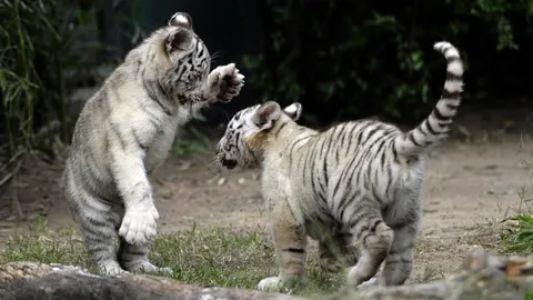 เศร้า ลูกเสือขาว 2 ตัว ในสวนสัตว์ปากีสถาน ตายด้วยโควิด-19