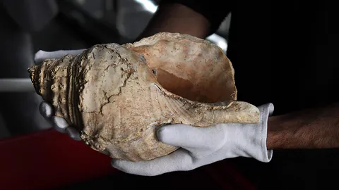 เครื่องเป่าหอยสังข์อายุ 18,000 ปี พบในฝรั่งเศส