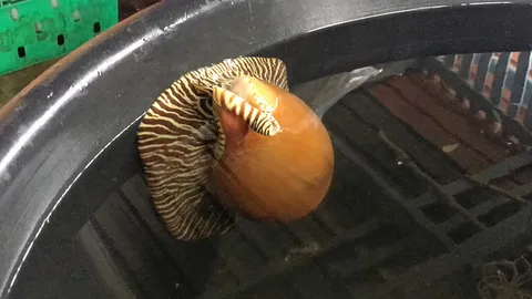 หอยเมโลราคาพุ่ง แม่ค้าไม่ขาย เก็บไว้ลุ้นเอง หนุ่มเฮงอวด 2 รายมาขอซื้อ