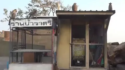 พ่อค้าครวญ โจรงัดร้านบนเขาสามมุข ขโมยอาหารลิงเกลี้ยง