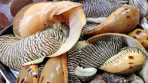 หอยเมโลคืออะไร ทำไมไข่มุกถึงราคาแพงนัก?