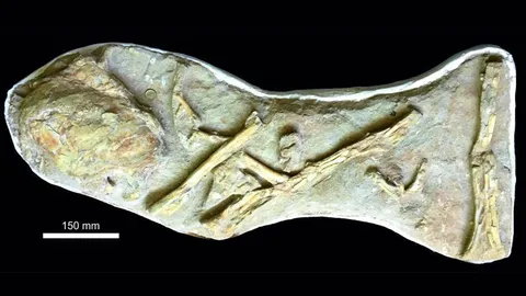 หาเทอโรแดคทิล แต่กลับพบปอดของปลาโบราณ ที่มีขนาดมหึมา