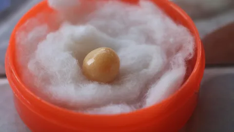 โผล่อีกมุกเมโลที่ตรัง เจ้าของรอพิสูจน์มั่นใจว่าใช่ เจอในหอยโข่ง 2 ปีก่อน