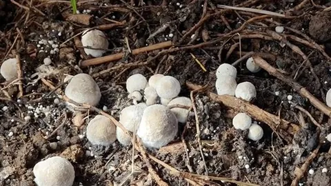 สาวโคราชหลบพิษโควิด กลับบ้านหนองไผ่ เพาะเห็ดฟางขาย ได้หลายหมื่นต่อเดือน (คลิป)