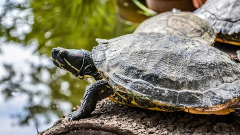 สัตว์มงคลของญี่ปุ่น (2)