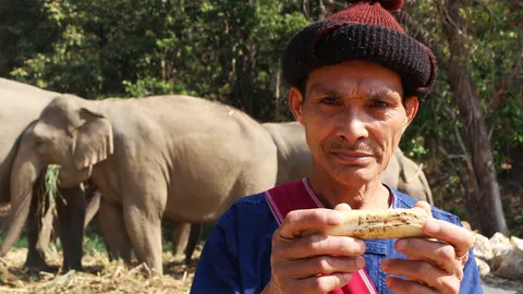 ก่อนหวยออกพบของดี งาขนายของช้างตัวเมียหากมีไว้จะโชคดี ส่องดูเจอเลขเด็ด