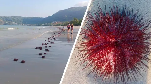 โซเชียลฮือฮา "หอยเม่นสีแดง" ถูกคลื่นซัดเกลื่อนหาดป่าตอง ไม่ทราบสาเหตุ