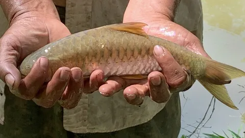 ชาวบ้านลิพังมุ่งเลี้ยงปลาพลวงชมพู ปั้นเป็นสัตว์เศรษฐกิจ ราคากก.ละ 2-3 พัน