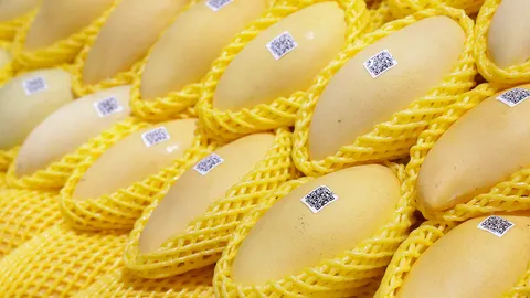 หวั่นมะม่วงล้นตลาด เอกชนรับซื้อเพิ่มอีก 25% ช่วยเกษตรกรระบายผลผลิต