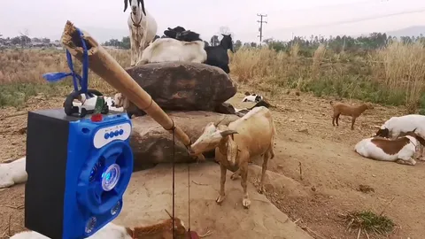 เปิดหมอลำให้แกะฟัง เจ้าของฟาร์มที่โคราช ชี้ ทำให้อ้วนท้วน ลูกแข็งแรงดี