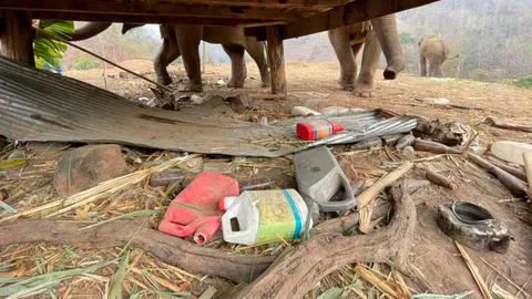 ช้าง 5 เชือกกินยาฆ่าหญ้า อาการดีขึ้น พบแกลลอนสารพิษถูกทิ้งเกลื่อน!