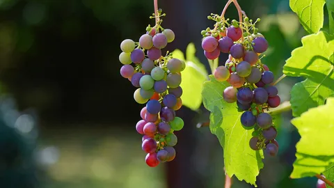 ไขมันในอาหารทำปฏิกิริยากับแทนนินองุ่นเพื่อส่งผลต่อรสชาติไวน์