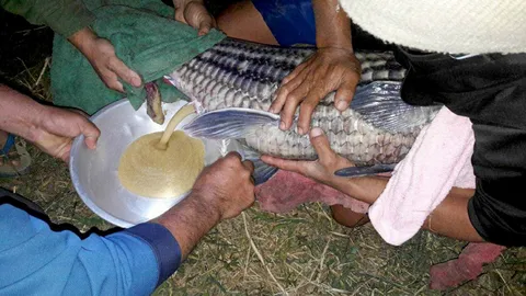 คืนยี่สกลงโขง