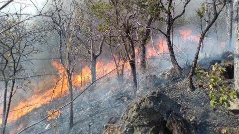 ทส.เร่งระงับเหตุป้องกันไฟป่า แก้ปัญหาหมอกควันในพื้นที่ 17 จ.ภาคเหนือ