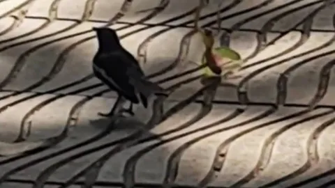 ไม่ยอมให้จับกิน ตั๊กแตนตำข้าว ใช้เพลงมวยสู้กับนกกางเขน สุดท้ายนกแพ้บินหนี