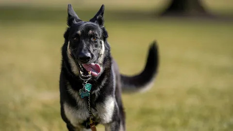 ไบเดนส่งเยอรมันเชพเพิร์ด กลับบ้านเดลาแวร์ หลังไล่กัด จนท.ทำเนียบขาว