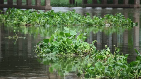 รัฐบาลยันให้ความสำคัญ เร่งกำจัดผักตบชวาในแม่น้ำลำคลอง