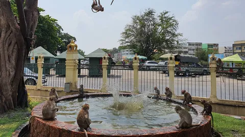 ลิงลพบุรี โดดบ่อน้ำเล่นคลายร้อน หลังอุณหภูมิพุ่งแตะ 40 องศาฯ