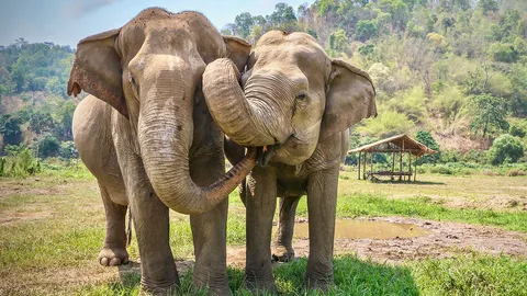 ประวัติ “วันช้างไทย” 13 มีนาคมของทุกปี สำคัญอย่างไร