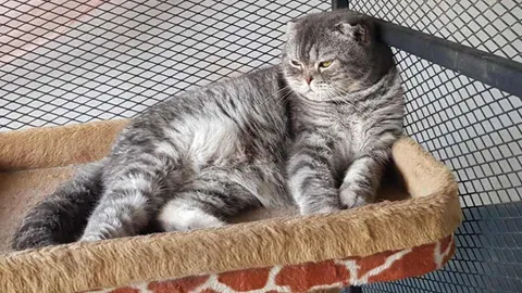 น่าสงสาร 6 เหมียวถูกอายัด รอประมูลขาย คอยมองหาแต่เจ้าของ 